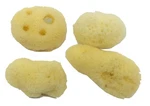 Hermit Crab Sea Sponges 4 Pack - Maintains Humidity, Safe Drinking, Adds Mine.... Fixed Price $16.12.