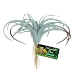 Zoo Med Naturalistic Flora Tillandsia Air Plant Terrarium Gray, Tan, 1EA. Fixed Price $24.99.