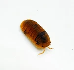 Factory 15+ Cubaris Murina Anemone Isopods Bioactive Clean Up Crew. Fixed Price $24.95.