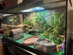 10PCS Bearded Dragon Tank Accessories, Reptile Hammock Plants Bridge Jungle Clim. Fixed Price $30.22.