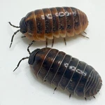 Factory 30+ Armadillidium Vulgare Punta Cana Isopods Bioactive Clean Up. Fixed Price $34.95.