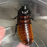 Adult Female Live Madagascar Hissing Cockroach (select Quantity). Fixed Price $45.00.