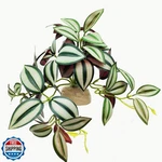 Keruideng Reptile Plants For Terrarium Decor,amphibian Habitat Bearded. Fixed Price $27.99.