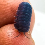 Factory 15+ Cubaris Sp. Blue Pigeon Isopods Bioactive Terrarium Clean Up. Fixed Price $34.95.