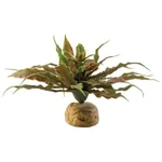 Exo Star Cactus Terrarium Plant. Fixed Price $13.18.