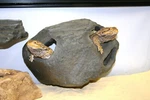 Magnatural Large Hideaway Granite Pet-tekk. Fixed Price $42.75.