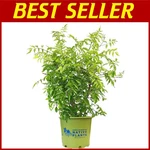 Campsis Radicans Trumpet Vine - Fast Growing, Attracts Birds. Fixed Price $73.75.