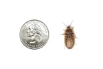 Dubia Roaches 1000 Medium. Fixed Price $58.50.