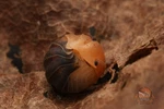 Cubaris Sp. 'rubber Bee' Isopod - Bioactive Clean Up Crew Choose Your Count. Fixed Price $65.00.