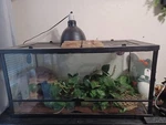 Exo PT2611 Large Glass Terrarium. Fixed Price $350.00.