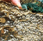 Factory 50+ Armadillidium Espanyoli Marbleized Isopods Clean Up Crew. Fixed Price $59.95.