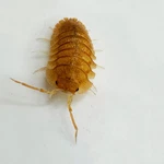 Factory 12+ Armadillidium Pallasii Orange Isopods Bioactive Clean Up Crew. Fixed Price $29.95.