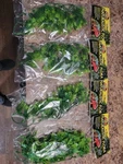 4 - Zoo Med Naturalistic Flora Plantes Min. 12 Inches Height. Fixed Price $22.59.