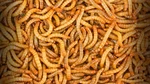 Live Mealworms - 50 10,000 Large 3/4" 1" Reptile Food. Fixed Price $71.99.