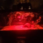 Reptile Beginners And Feeding Tank With All Accessories. Fixed Price $140.00.
