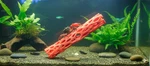 Zoo Med Hermit Crab Climbing Branch Aquarium Accessories. Fixed Price $9.99.