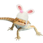 Bearded Dragon Bunny Hat For Easter - Hand Knitted Small 1.5" X 2.4", White. Fixed Price $14.40.