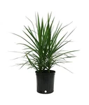 Costa Farms Dracaena Marginata Magenta Madagascar Dragon Tree Live Indoor Pla.... Fixed Price $57.04.