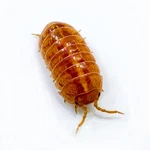 Factory 15+ Armadillidium Vulgare Orange Vigor Isopods Bioactive Clean Up. Fixed Price $24.95.