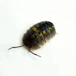Factory 15+ Armadillidium Granulatum Isopods Bioactive Clean Up Crew. Fixed Price $24.95.