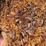 Cubaris Sp. "red Pak Chong" Isopods Exo-morphs Live Arrival. Fixed Price $40.00.