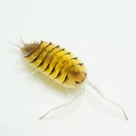 Factory 6+ Porcellio Bolivari Isopods Bioactive Terrarium Clean Up Crew. Fixed Price $34.95.