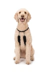 Sporn Original Training Halter, Pull Dog Harness For Large D... Fast Usa Ship. Fixed Price $46.53.