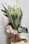 Zoo Med Naturalistic Flora -staghorn Fern -for Terrariums Paludariums BU-65. Fixed Price $10.95.
