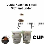 Live Dubia Roaches Small 3/8" & Under QTY50-500 Reptile Feeders Guarantee. Fixed Price $16.20.