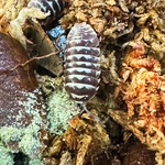 Isopod Factory 50+ Armadillidium Maculatum Chocolate Zebra Bioactive Clean Up. Fixed Price $59.95.