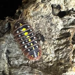 Factory 25+ Armadillidium Klugii Dubrovik Isopods Bioactive Clean Up. Fixed Price $44.95.