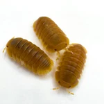 Factory 12+ Cubaris Sp. Citrus Panda King Isopods Bioactive Clean Up Crew. Fixed Price $39.95.