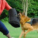 Bite Sleeve, Training Sleeves Arm Protection For Large Dogs,.... Fixed Price $36.65.