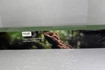 Hygger Zoo 24W Reptile T5 Ho Uvb Lighting Combo Kit, Fixture New. Fixed Price $29.99.