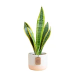 Costa Farms Snake Plant, Small Live Decorative Pot, Easy To Maintain,. Fixed Price $41.89.