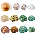 Giftvest Hermit Crab Medium And Large - 12PCS Growth Turbo Seashells S.... Fixed Price $19.29.