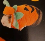 Thrills & Chills Small Pet Guinea Pig Halloween Costume Pumpkin Jack Lantern. Fixed Price $8.99.