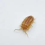 Factory 15+ Armadillidium Nasatum Peach Nosy Isopods Bioactive Clean Up. Fixed Price $23.95.
