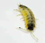 Factory 10+ Porcellio Ornatus Witch's Brew Isopods Clean Up Crew. Fixed Price $59.95.