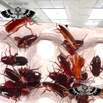 Adults Mix Red Runner Turkestan Roaches 1/2 Bulk Tarantula Dubia Replacement. Fixed Price $315.00.