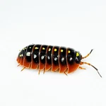 Factory 15+ Armadillidium Klugii Montenegro Isopods Bioactive Clean Up. Fixed Price $27.95.