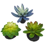 Komodo Desert Succulent Plant Blue & Green, 1 EACH/3 Pack By. Fixed Price $17.88.