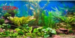 Awert 48X18 Inches Aquarium Background Aquatic Plant River Bed & Lake Fish Tank. Fixed Price $14.47.