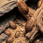 Best Live Feeder Insects Dubia Roaches - Multiple Sizes And 100, 250, 500CTS. Fixed Price $12.00.