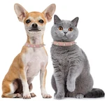 Bingpet Spiked Leather Cat Collar With Bells, Studded M (10.2 "- 13"), Pink. Fixed Price $17.37.