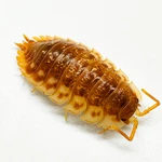 Factory 12+ Oniscus Asellus Bc Maple Isopods Bioactive Clean Up Crew. Fixed Price $34.95.