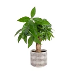 Costa Farms Live Money Tree, Easy Care Indoor Plant, Mini Bonsai Terracott.... Fixed Price $44.02.