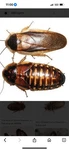 Dubia Roaches Naturally Fed, Multiple Sizes, Juvenile To Adult, Reptile Feeders!. Fixed Price $25.00.