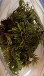 Live Terrarium Moss Assortment 1 Quart Bag Fresh Pacific Northwest. Fixed Price $14.00.