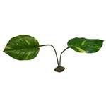 Komodo Guiana Plant 1 Each / Jumbo By. Fixed Price $24.27.